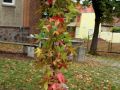 IMG 3123be