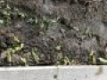 IMG 0084
