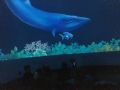 IMG 6838
